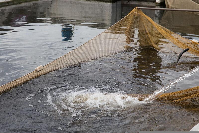 pisciculture