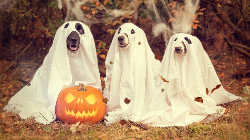campagnes marketing haloween